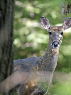
A deer’s ears perk up as she peeks from behind a tree.
