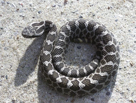Michigan's lone venomo... Viper Snake Head