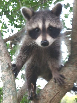 A raccoon climbs through a tree.