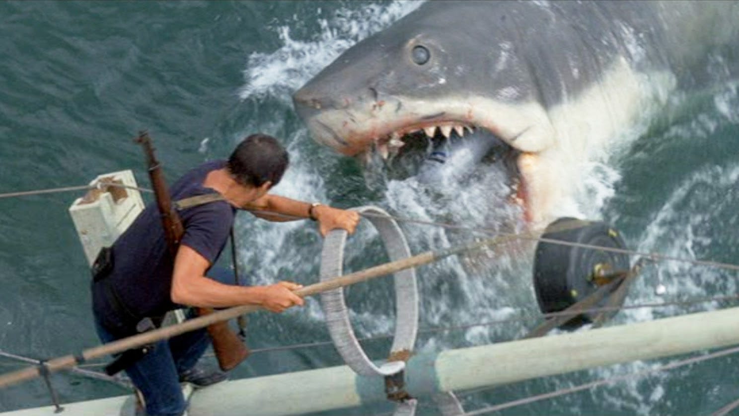 Shark attacks: How common are they?