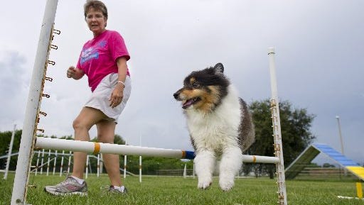 Sprite, a Shetland sheepdog owned by Helen Kelso, goes over a jump while being led around an agility course by Cissy Sumner, of Best Behavior Dog Training, in 2013. Sumner teaches “Introduction to Canine Agility”.
