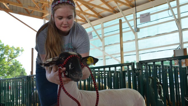 Jennifer Bennett works with her sheep at the Delaware County 4-H Fair last week. 4-Hers and parents prepare sheep, goats, pigs and cows for upcoming 4-H showings Thursday, July 12, 2018.