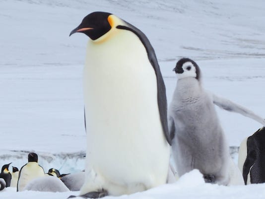 Emperor penguin chick toddles after its parent amidst their colony on Snow Hill Island in Antarctica