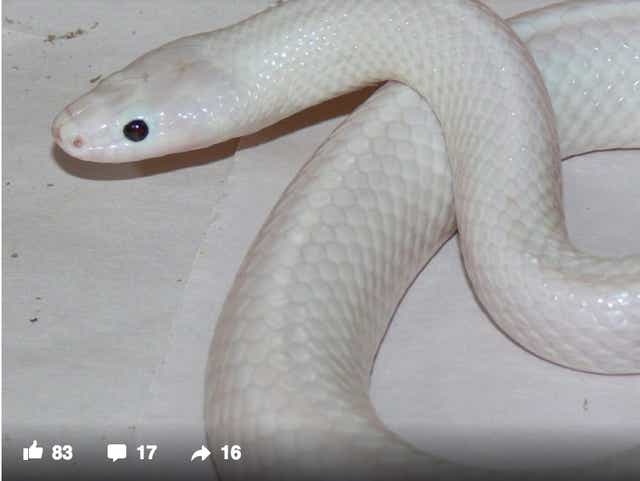 Snake white White Snake
