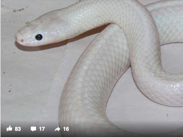 White snake