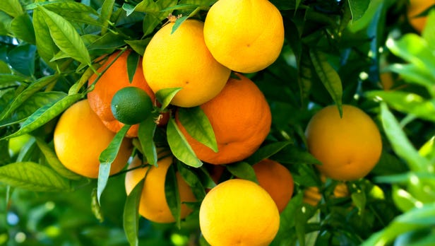 Bunch of ripe oranges hanging on a tree