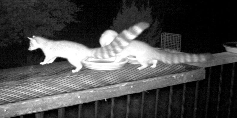 Ringtails Visit Ruidoso Area Feeding Spots In Dark Of Night