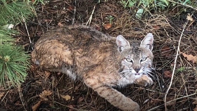 New video shows a bobcat hanging out on a Somersett hillside in Reno. The video was provided to the RGJ by Ali Sakallioglu, who says it was filmed on May 22, 2018.