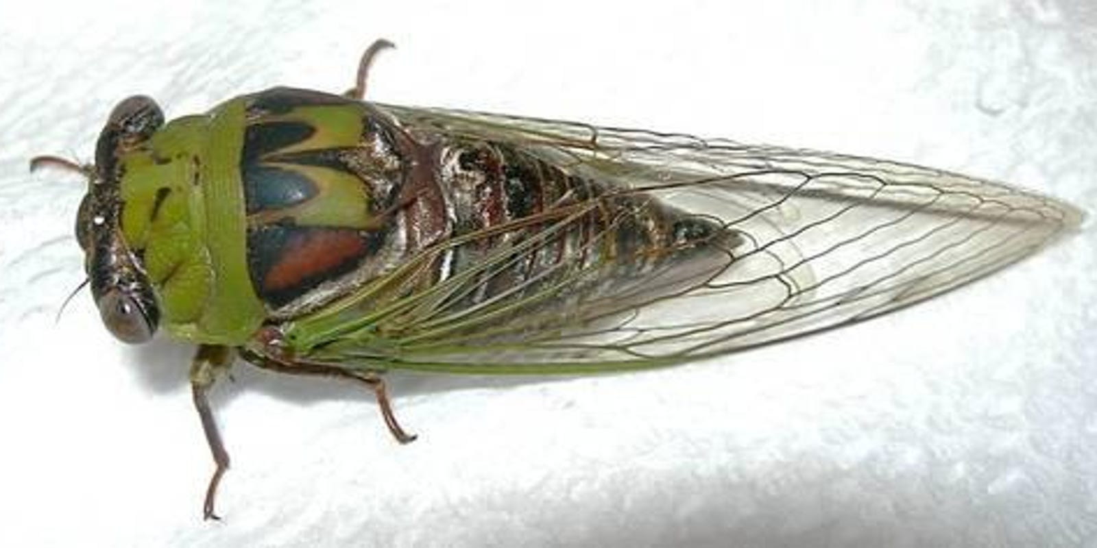 Cicadas 2024 Tennessee State Trude Gertrude