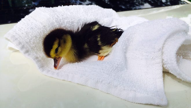 A duckling stuck in a pile of muck is rescued in in Sarasota