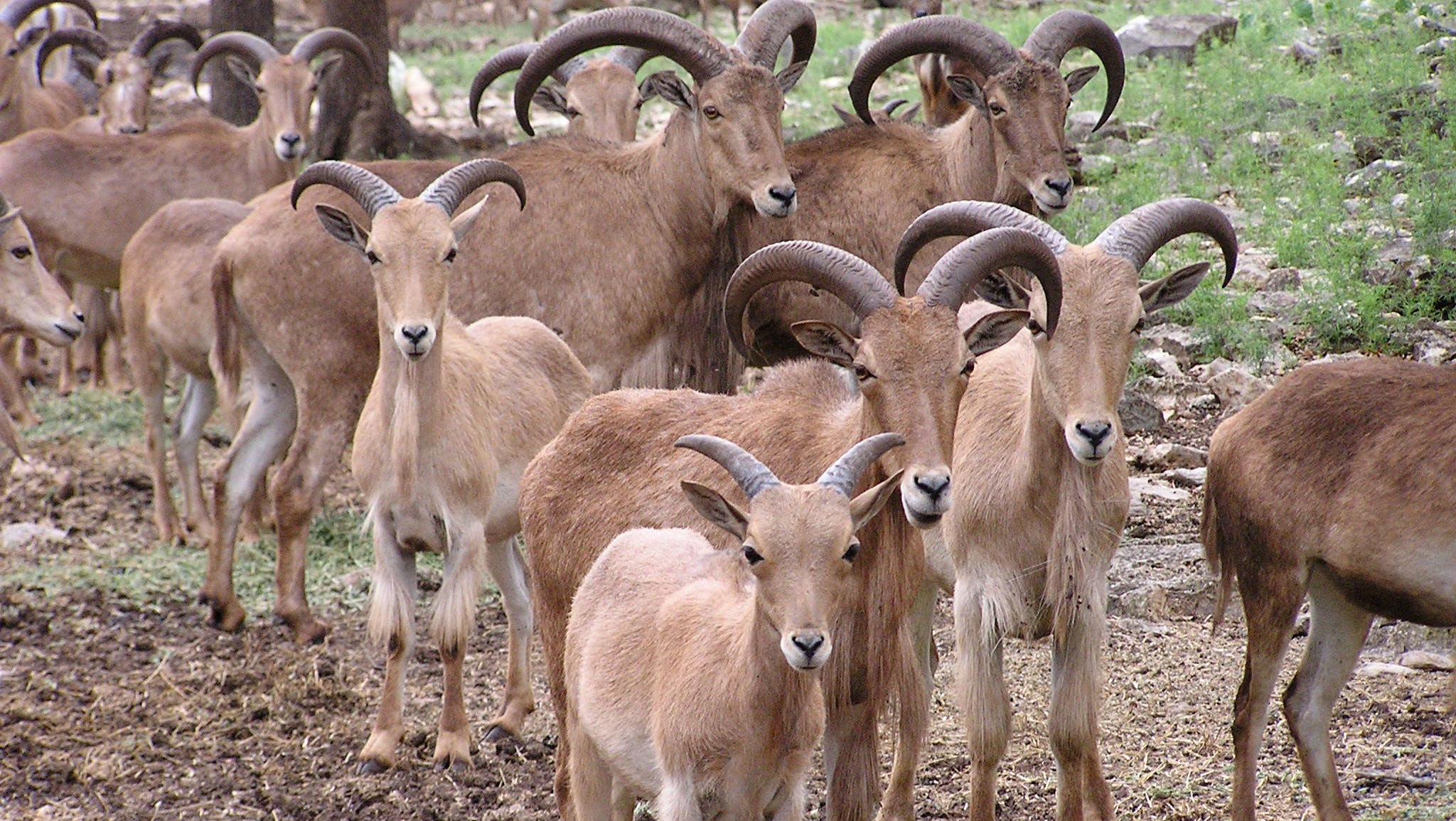 Parts Of Big Bend National Park To Close For Removal Of Non-Native Sheep