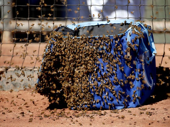 Bees swarm on a bag near the Kansas City Royals' dugout