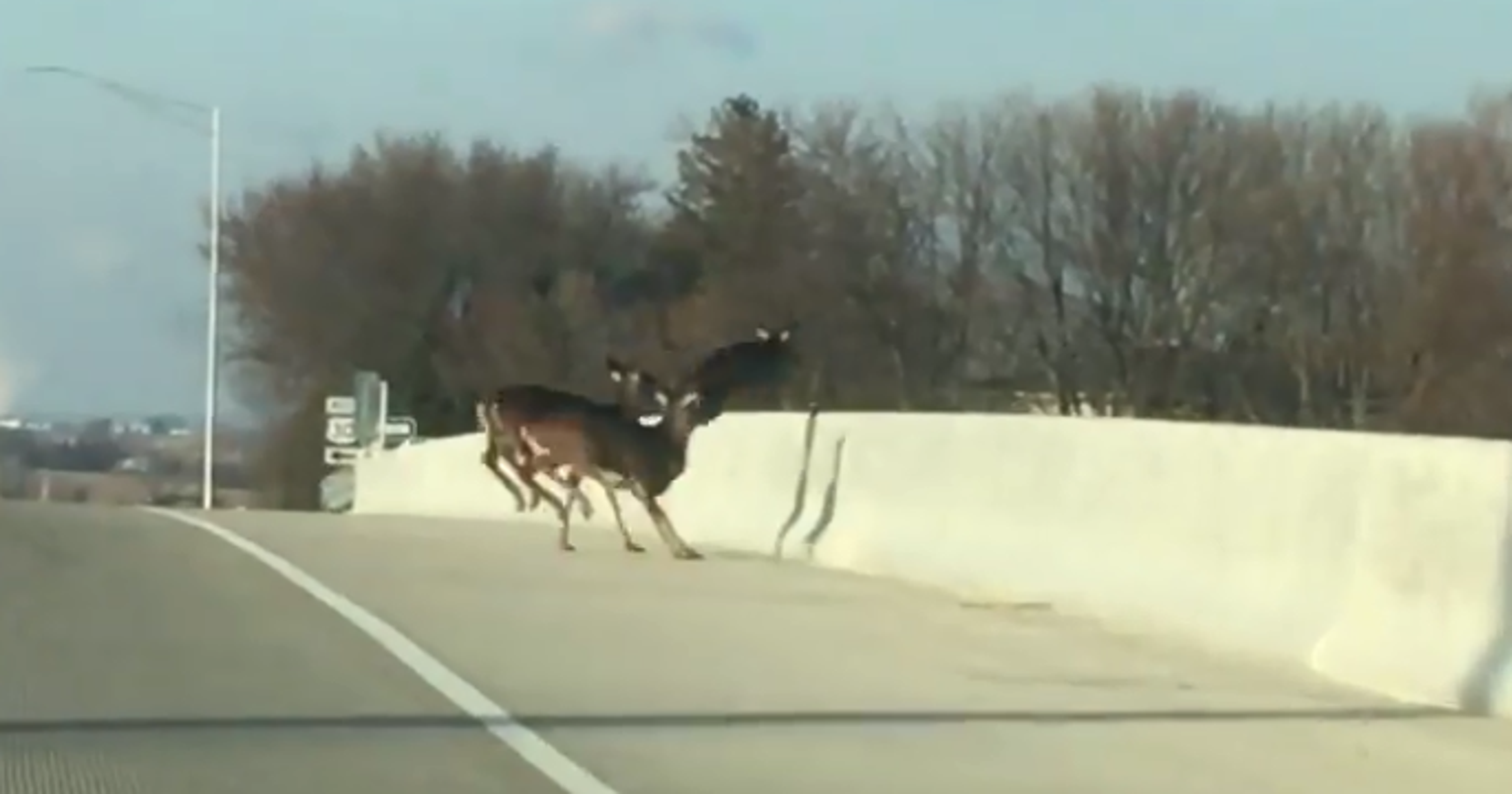 Iowa drivers witness deer leap to their deaths as seen in viral video