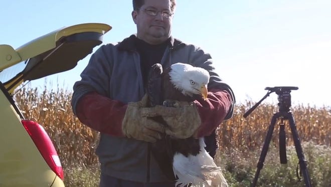 Wildlife rehabilitators with Wildlife of Wisconsin released a bald eagle back into the wild Tuesday, Oct. 17, in Cleveland in Manitowoc County. The bird was found in a ditch in August and a veterinarian discovered it was suffering from West Nile virus.