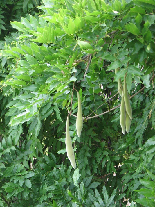 Landscape plants that dogs must avoid