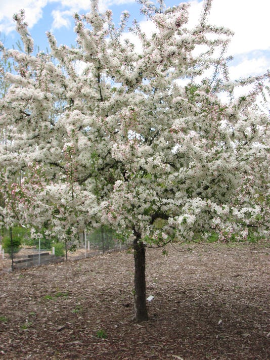 The best crabapple trees for your landscape