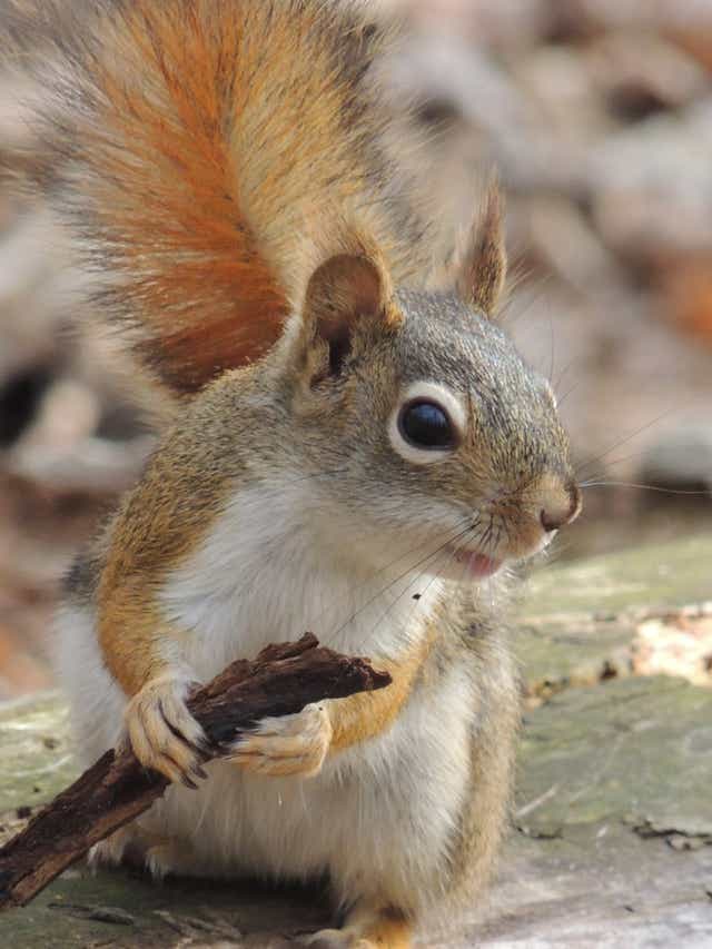 Wisconsin Wildlife Well Adapted To Survive Winter