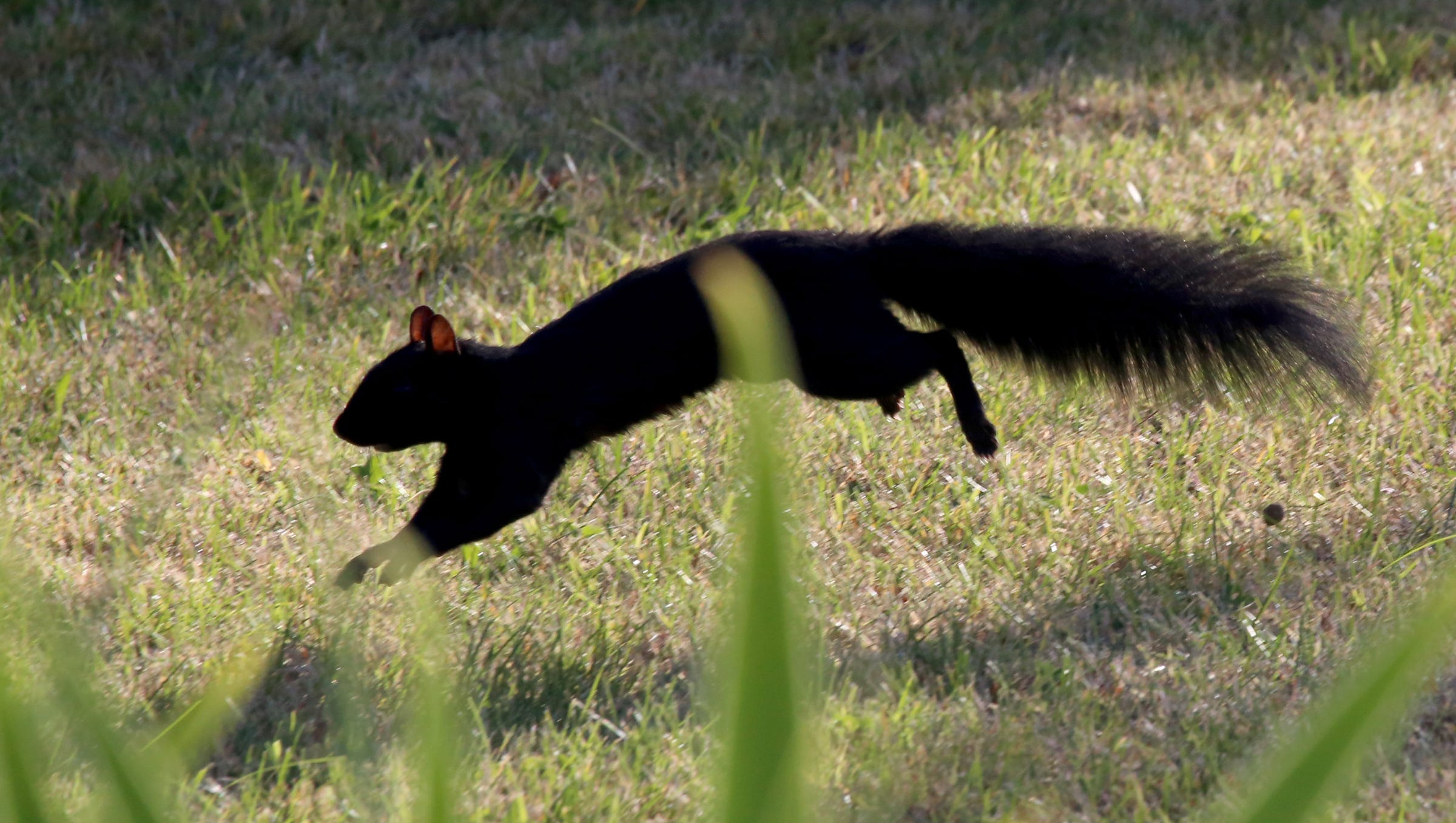 Black Squirrels In Michigan Popping Up In More Places