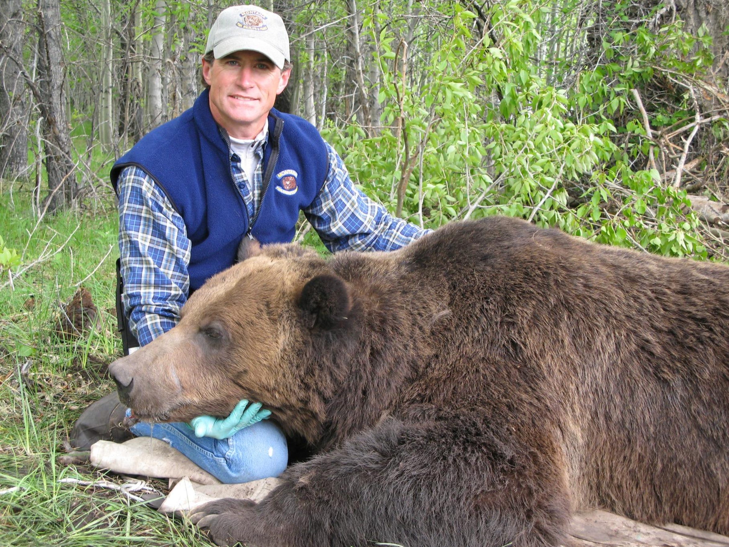 К чему снится много медведей. Большой медведь живой. Медведь Гризли огромный. Самый опасный медведь в мире. Медведь Кадьяк самый большой в мире.