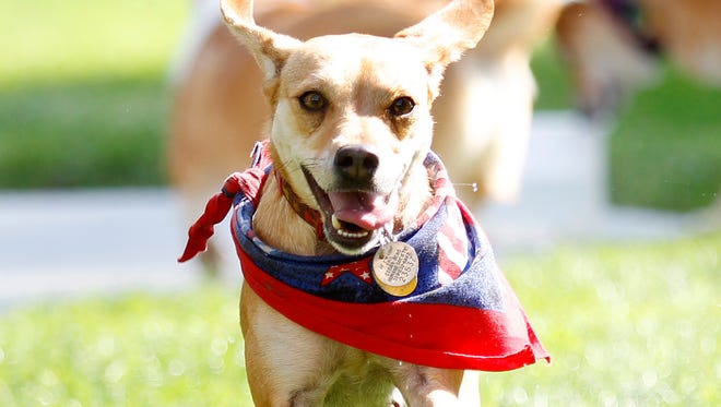 Sandy, a terrier beagle mix, runs through the downtown Waterloo dog park in Waterloo, Iowa.