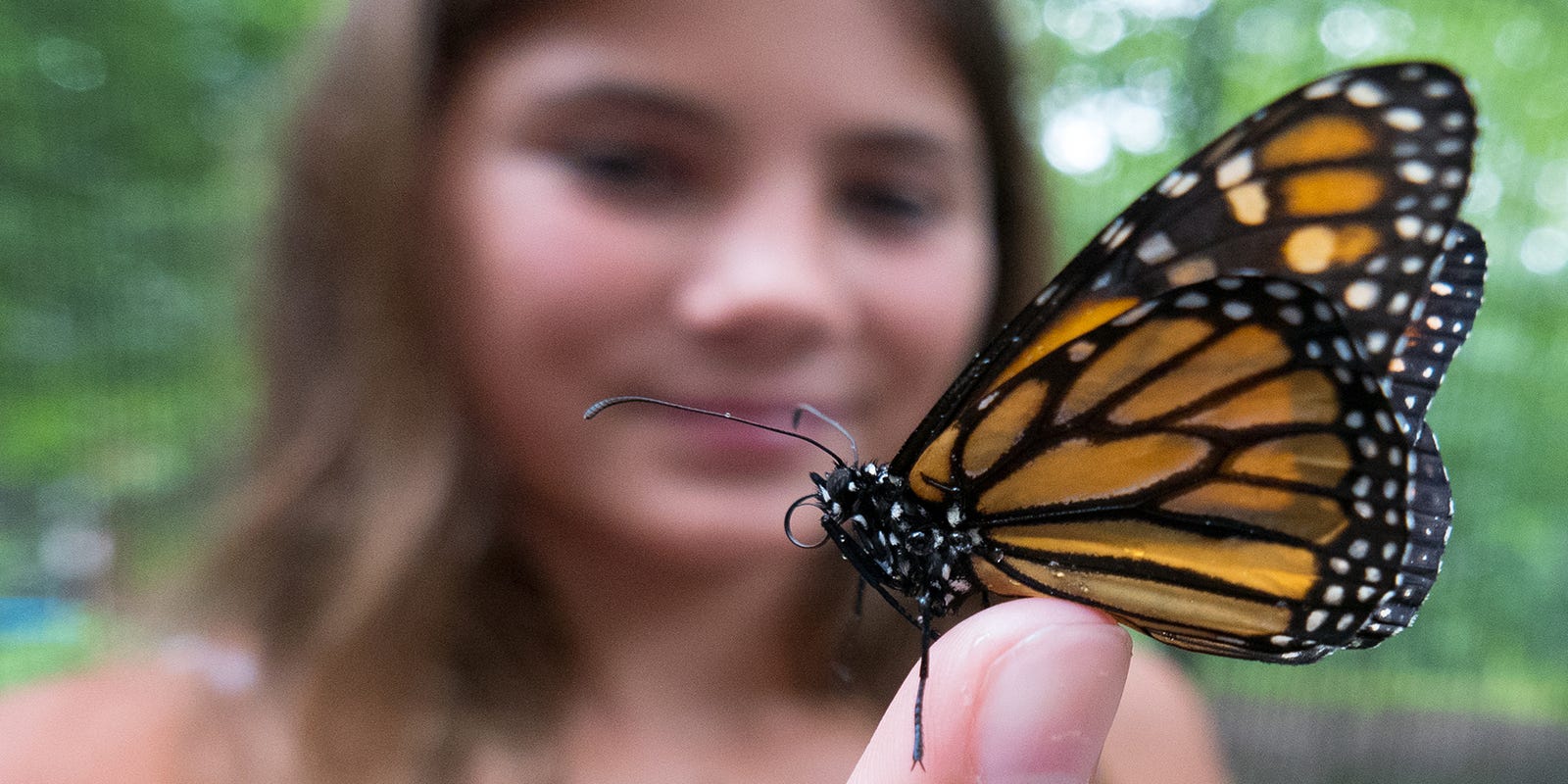 This Nj Town Wants To Be A Haven For Monarch Butterflies