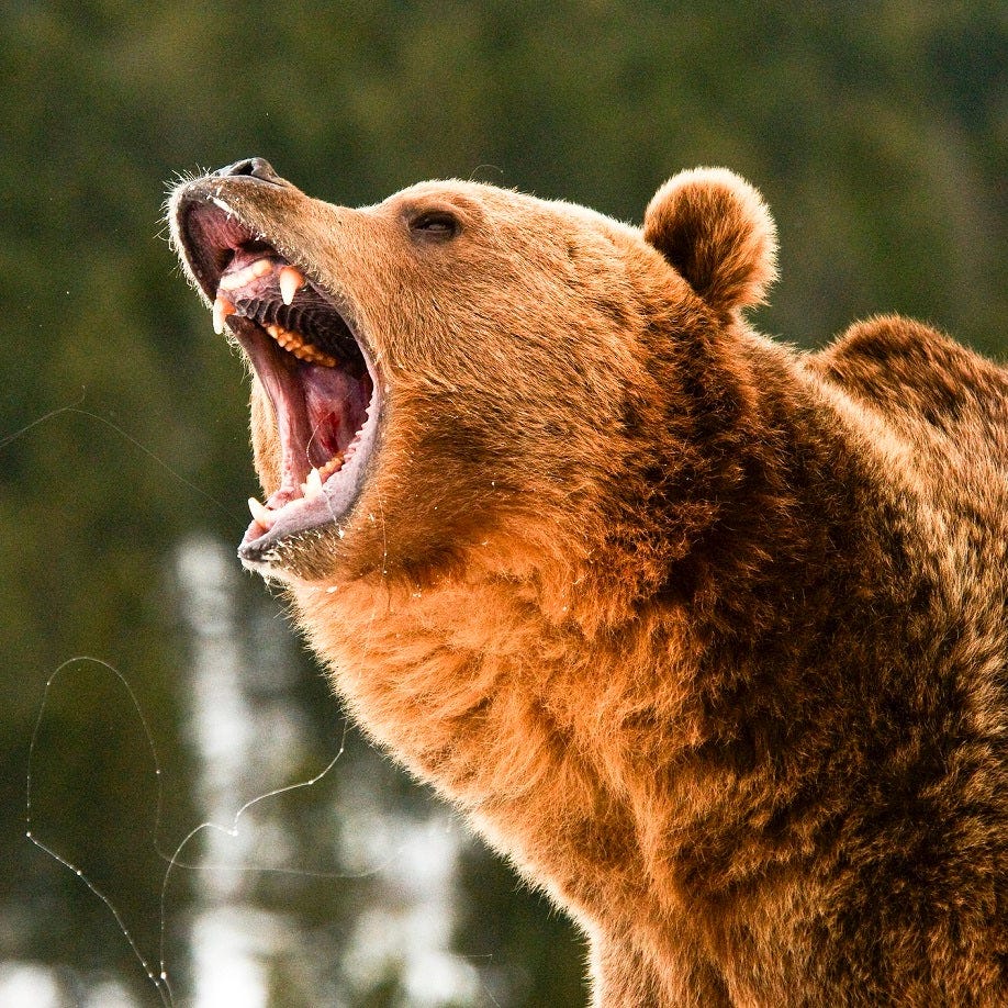 Angry brown bear in river in forest.