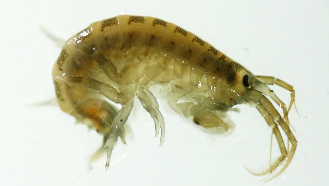 View of a killer shrimp that migrated from the Black Sea area to Russia to western Europe.