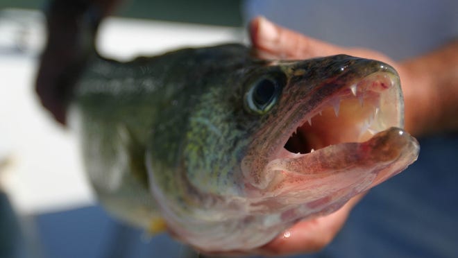 The annual walleye run on the Sandusky and Maumee rivers have begun. Anglers already are flocking to Fremont.