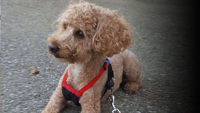 Donut, a poodle, was found dumped in a locked suitcase.