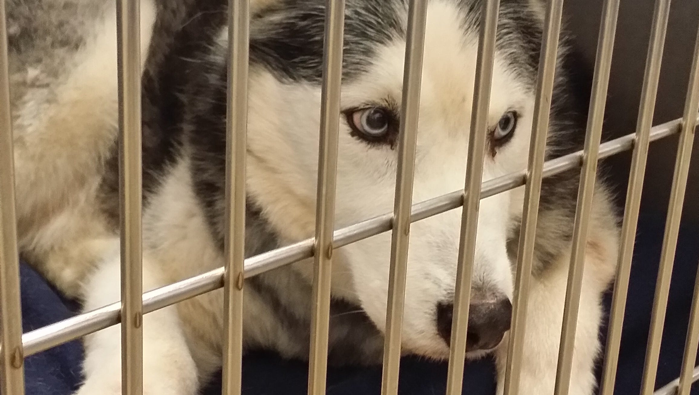 York SPCA investigating condemned animal rescue