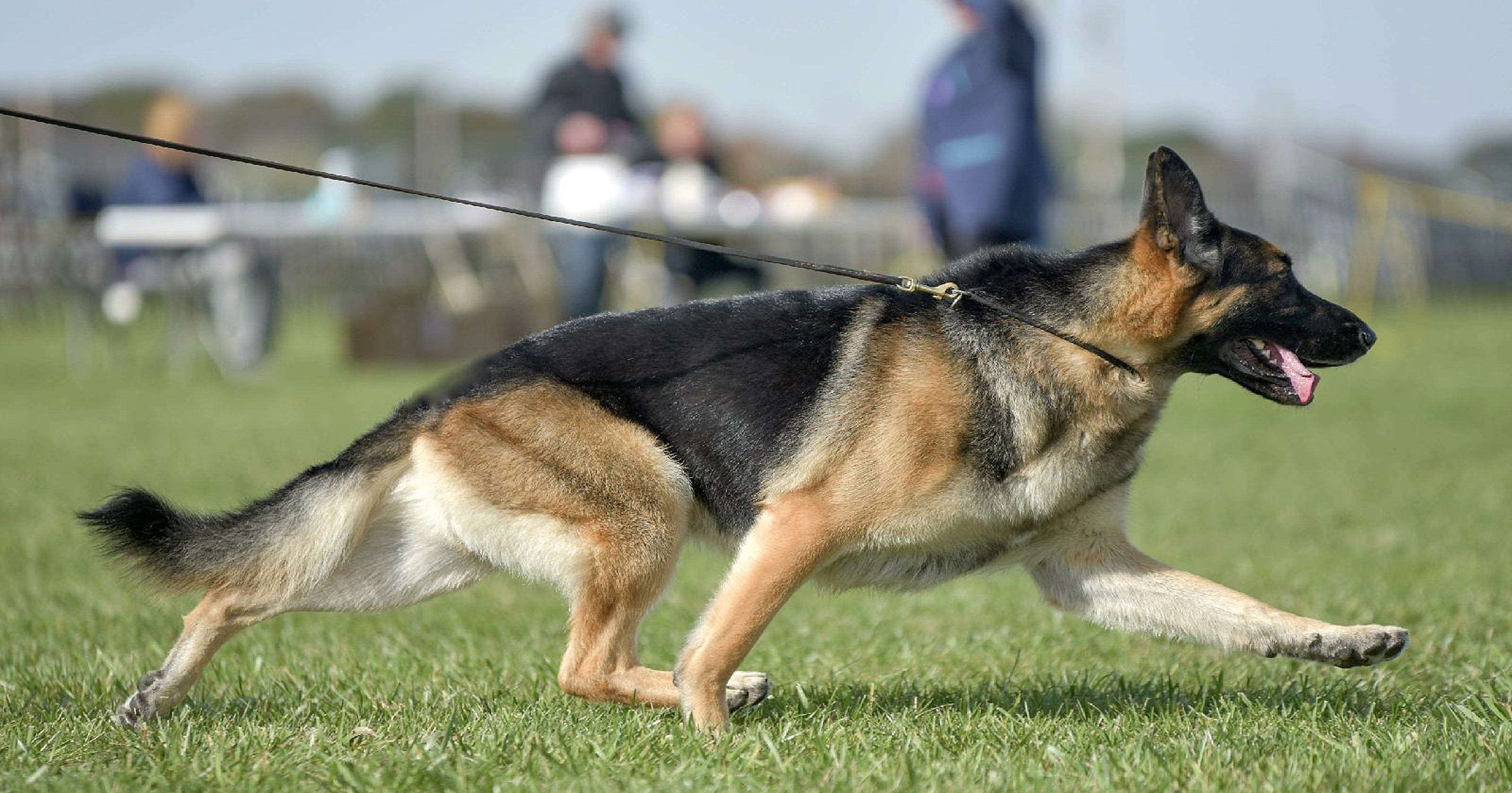 Freak accident ends Delaware German shepherd's run at Westminster