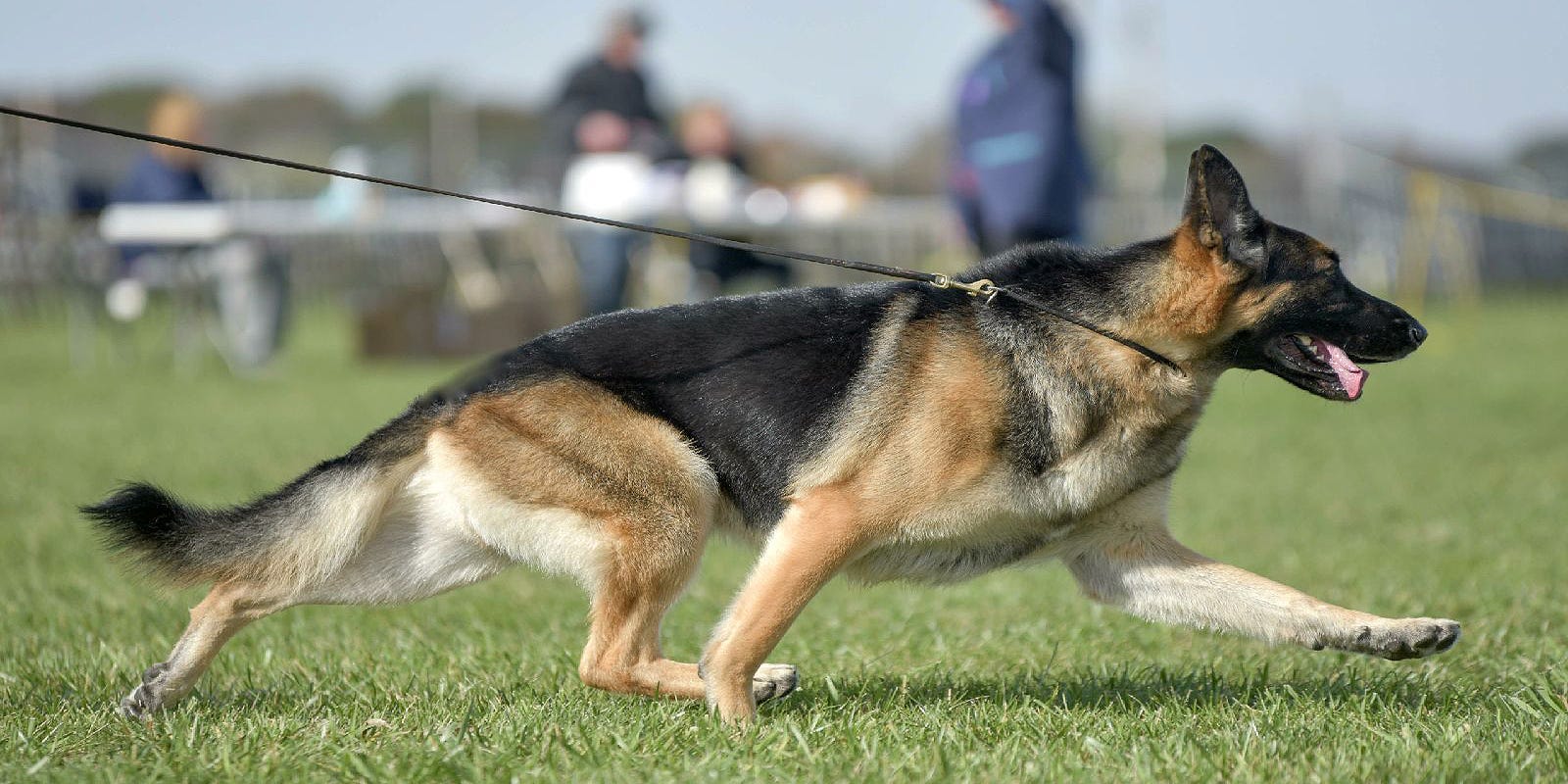 Freak Accident Ends Delaware German Shepherd S Run At Westminster