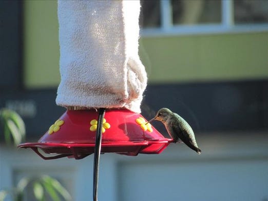 how to prevent your hummingbird feeder from freezing how to prevent your hummingbird feeder from freezing