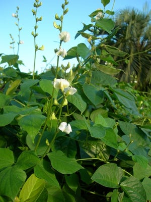 Whether you call them butter beans, lima beans, or pole beans, these vining plants produce a crop of tasty beans in about 85 days. A trellis or some other type of support is needed, but they are worth the work.