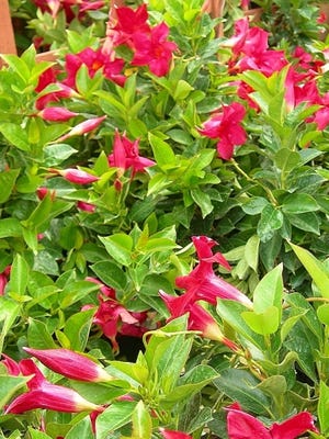 Mandevilla is a vigorous vine which produces an abundance of beautiful blooms. It is a great additions to Florida gardens. Protect them from frost and use in containers, on fences, trellis and arbors and as house plants in bright, sunny locations.