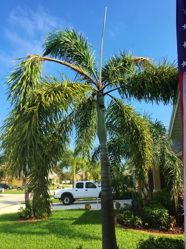 Care And Transplanting Of Foxtail Palms