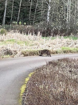 Silverton resident Tamara Swanson took this photo of a subadult cougar at The Oregon Garden early Wednesday evening.