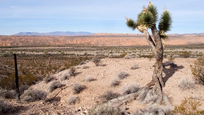 A Joshua tree stands on the east side of the Beaver Dam Wash, just above the lowest spot in Utah which lies at the bottom of the wash along the Utah/Arizona state line.