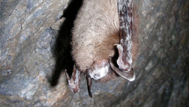 Little brown bat with white-nose syndrome in Greeley Mine, Vermont.
