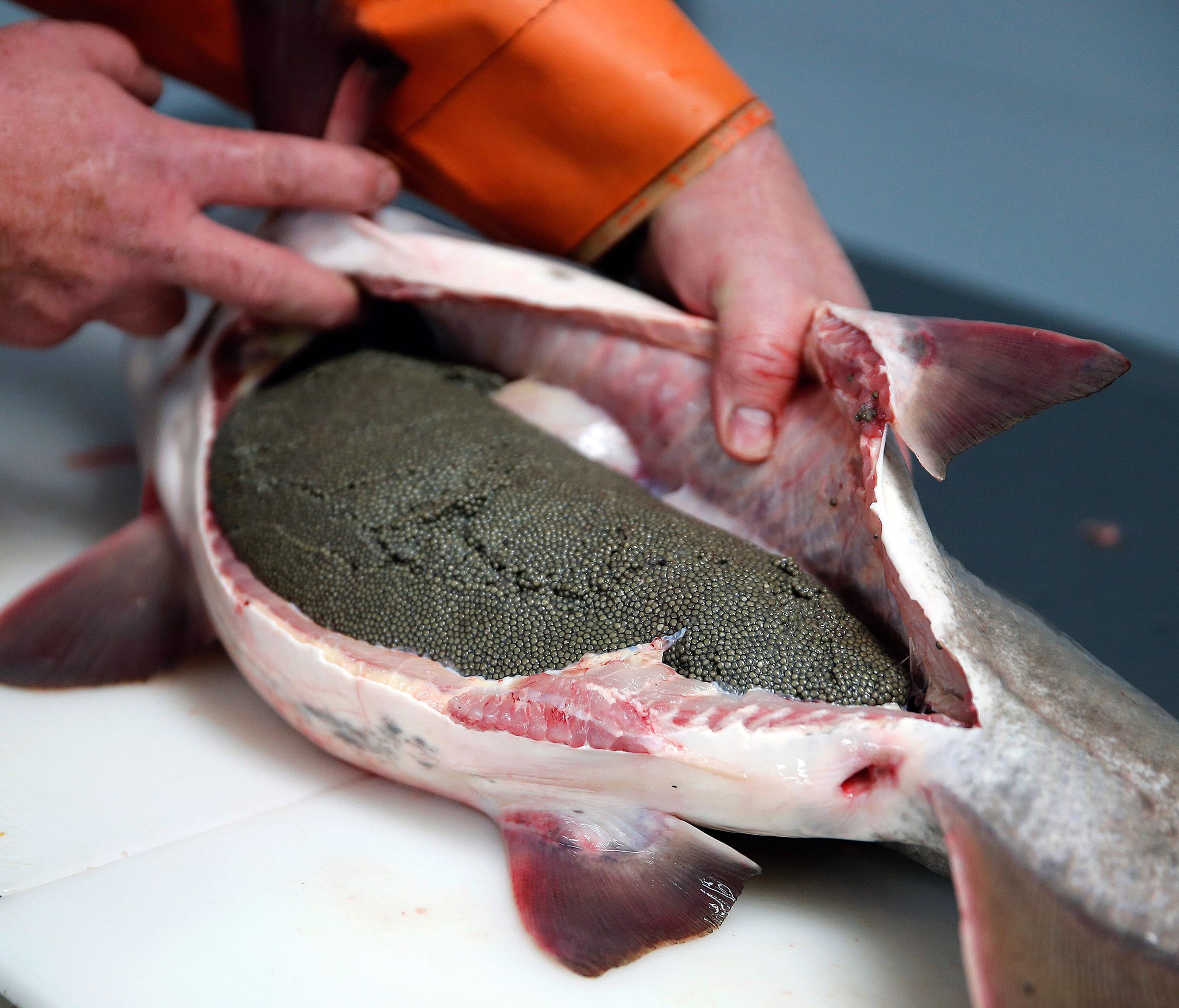 Keith Koerner of Big Fish Farms in Bethel, Ohio,  shows the unprocessed caviar inside a female paddlefish. The eggs will be cleaned and brined, and the fish will be cleaned and sold to Cincinnati-area markets and restaurants.