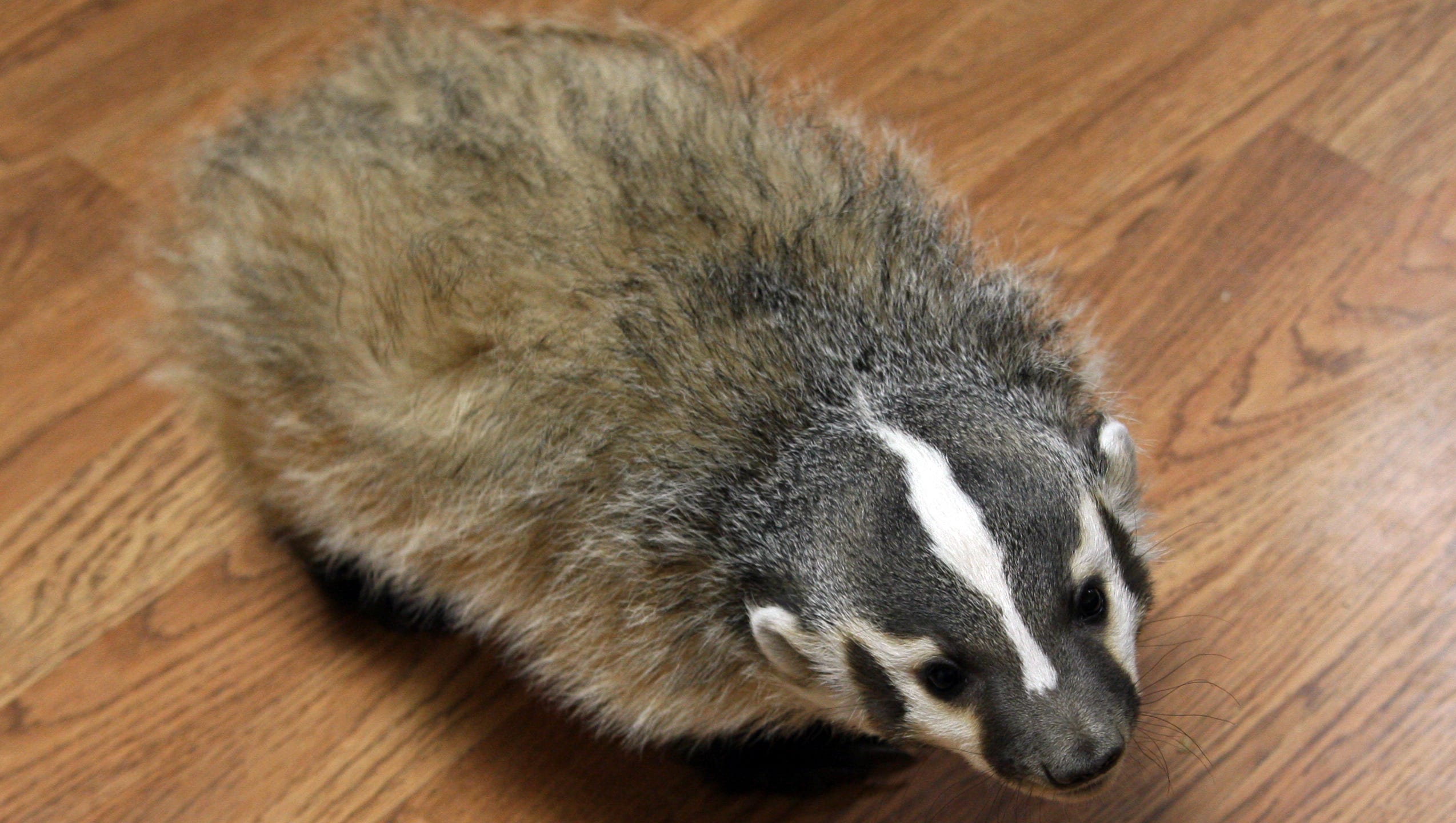 Meet Taz A Cuddly Baby Badger New To The Zoo