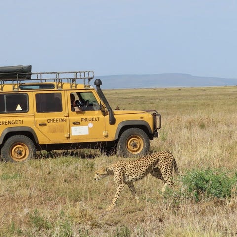 Cheetah Project, supported by Asilia Africa in Tan