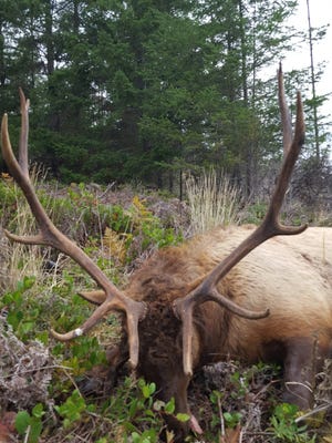 This bull elk was killed and left to waste.