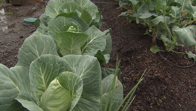 Cabbage in a winter garden.