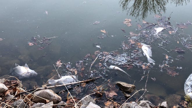 Several dead fish on Lake Winnebago channel near White Swan Drive in Oshkosh, Wisconsin one day after a chemical spill due to a fire at the A.P. Nonweiler facility