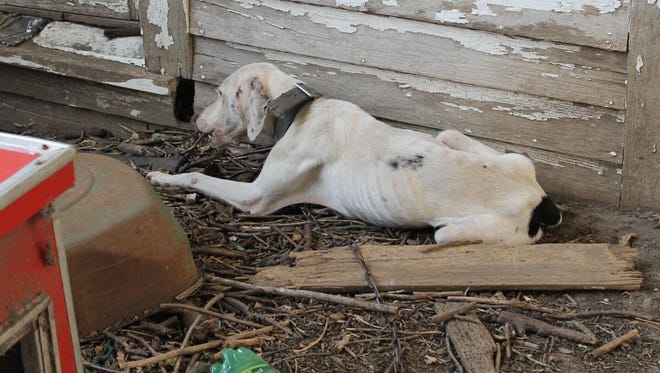 Ten emaciated dogs were saved from a Humboldt County home in Iowa.