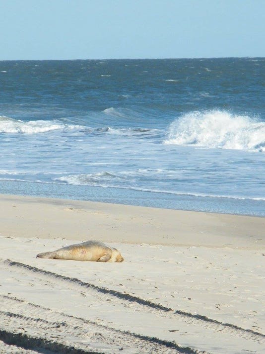 First Seal Of The Season Spotted On Ocean City Beach