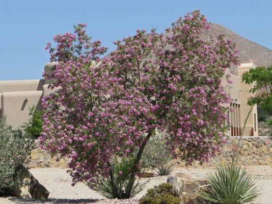 Naturally Speaking Desert Trees Provide Shade Benefit Birds