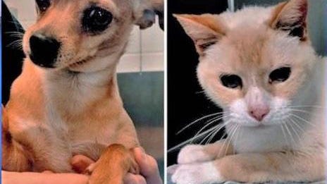 a fotas love story bonded dog and cat
