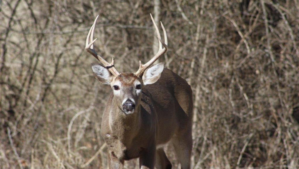 TN Deer Season 20182019 When does deer season start in Tennessee